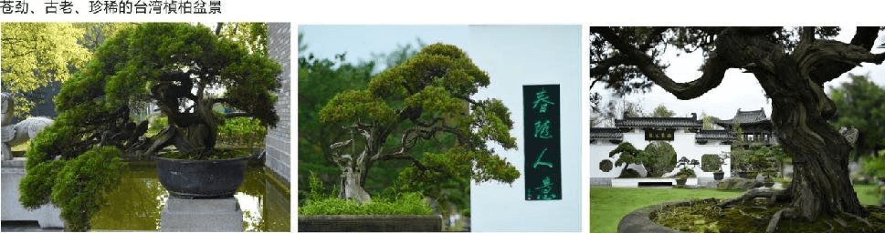 川派盆景01