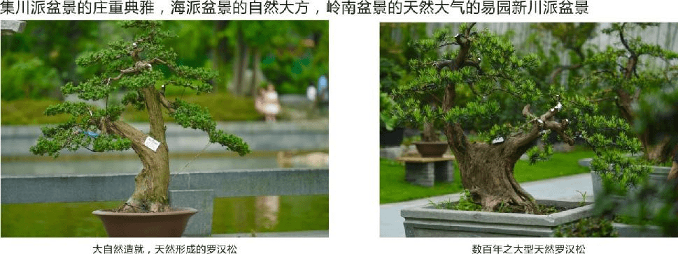 川派盆景05