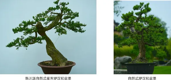 川派盆景06