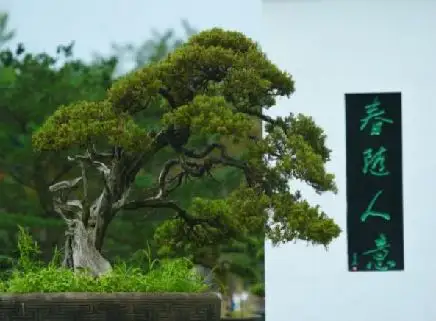 台湾贞柏.JPG