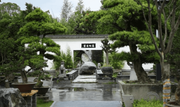 日本进口罗汉松.JPG