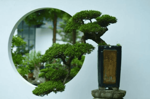 川派盆景